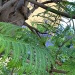 Jacaranda mimosifolia 叶