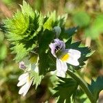 Euphrasia stricta പുഷ്പം