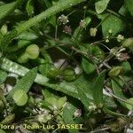 Hornungia procumbens Sonstige