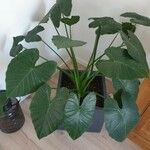 Alocasia odora Liść