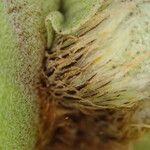 Platycerium elephantotis Other