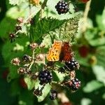 Rubus ulmifolius Fruit
