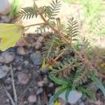 Tribulus zeyheri Habit