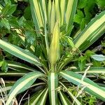 Yucca flaccida Leaf