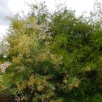 Tamarix chinensis Συνήθη χαρακτηριστικά