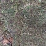 Funtumia africana Ŝelo