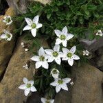 Minuartia cerastiifolia Yeri