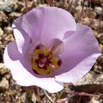 Calochortus flexuosus Blodyn