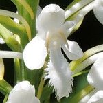 Platanthera blephariglottis Flor