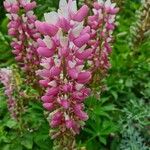 Lupinus × regalis Fiore