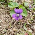 Viola sororia Kwiat