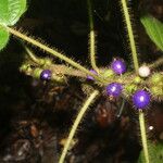 Miconia crenulata Fruit