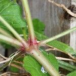 Geranium rotundifolium Кора