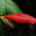 Hillia triflora Floare