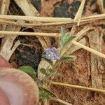 Evolvulus alsinoides Blomma