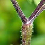 Chaerophyllum temulum چھال