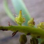 Bulbophyllum scaberulum Blomst