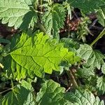 Urtica dioica Blad