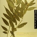 Sarcococca wallichii Otro
