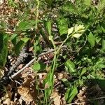 Polygala flavescens फूल