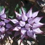 Physoplexis comosa 花