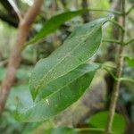 Melicope borbonica Leaf