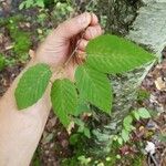 Betula alleghaniensis Leaf