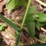 Panicum maximum Hoja