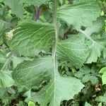 Lactuca biennis Leaf