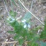 Nigella sativa Habit