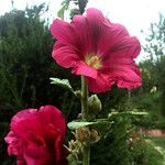 Alcea rosea Цветок