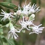 Eupatorium serotinum 花