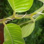 Perebea guianensis 叶