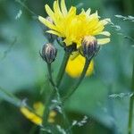 Crepis biennisLorea