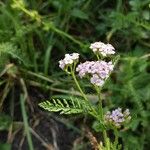 Achillea × roseoalba Blüte