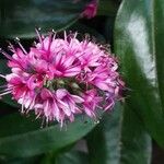 Veronica × andersonii Flower