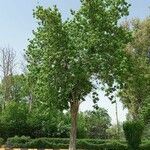Acer velutinum 整株植物