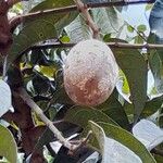 Dacryodes edulis Fruit
