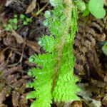 Polystichum braunii Likasa