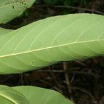 Nectandra hihua Feuille