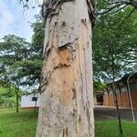 Melaleuca leucadendra Bark