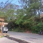 Ceiba pentandra ഇല