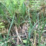 Carex panicea Blad