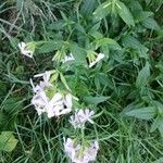 Saponaria officinalis Habitat