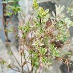 Salix integra Leaf