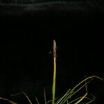 Carex vidua Habit