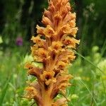 Orobanche elatior फूल