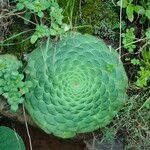 Aeonium tabulaeforme Leaf