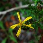 Hypericum canariense Květ