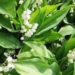 Convallaria majalisFlower